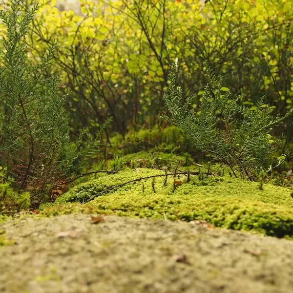 Yeni Ürün B (Demo)