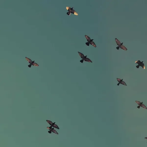 Yeni Ürün B (Demo)